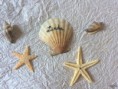 /album/galleria-foto-segnaposto/segnaposto-mare-conchiglia-jpg/